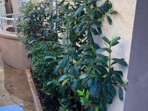 Studio apartmani Lara Lux– Canj 59 1